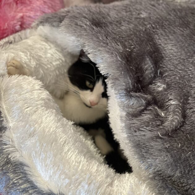 lit pour chat